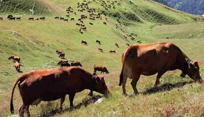 Tarentaise catle