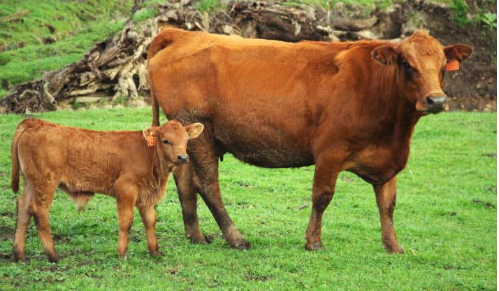 Tarentaise breed