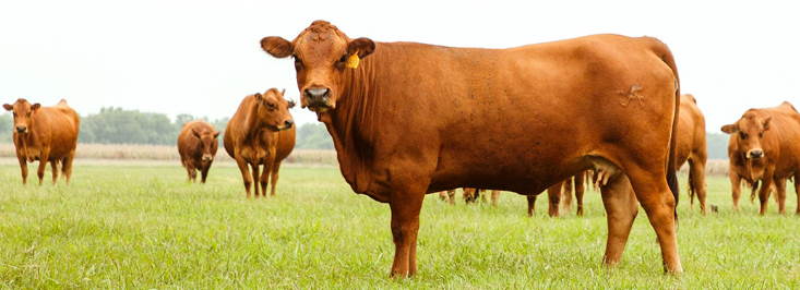 Tarentaise cows